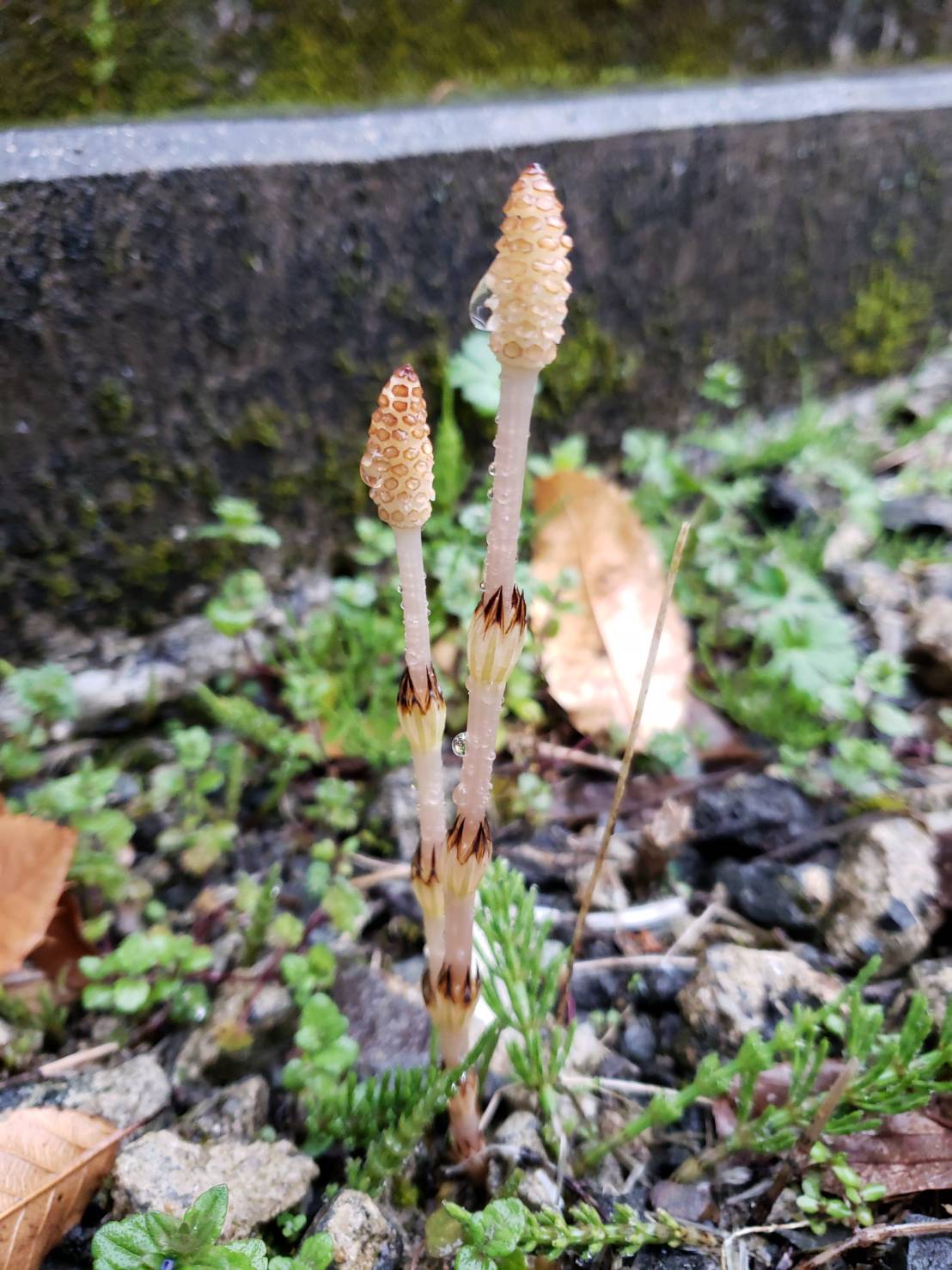 春♪みつけました(^^♪