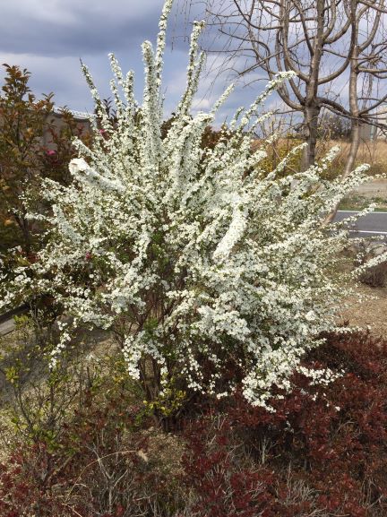 春を楽しみましょう(^_-)-☆♪