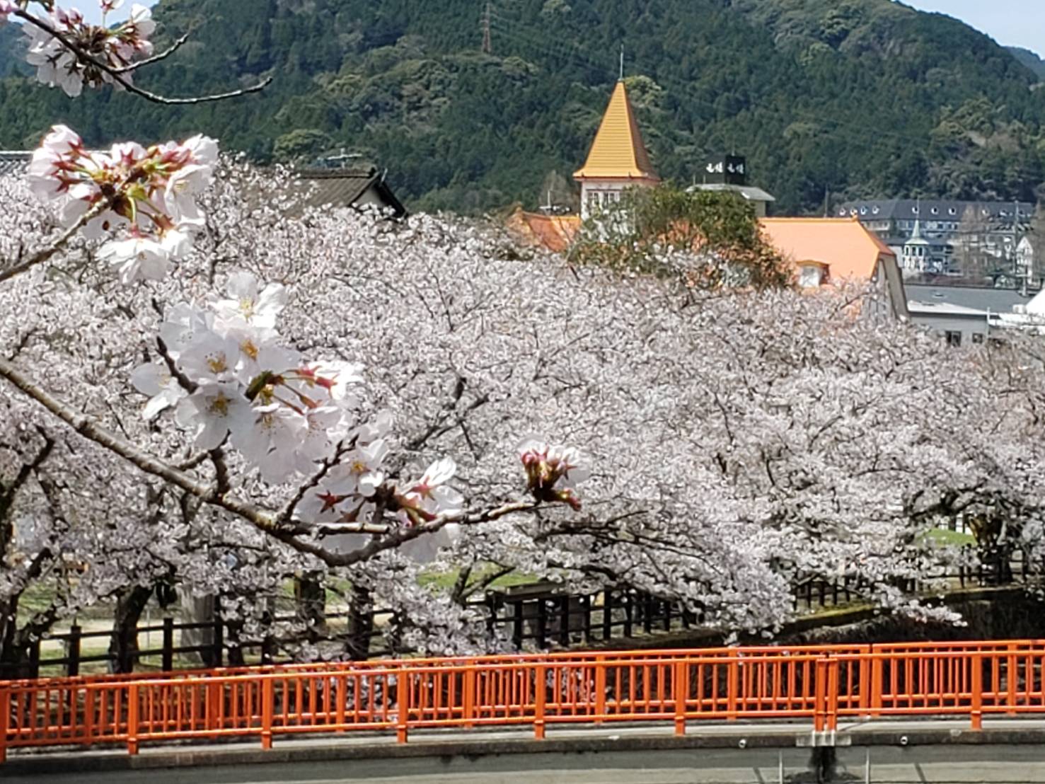 桜の花が満開です　(^^♪