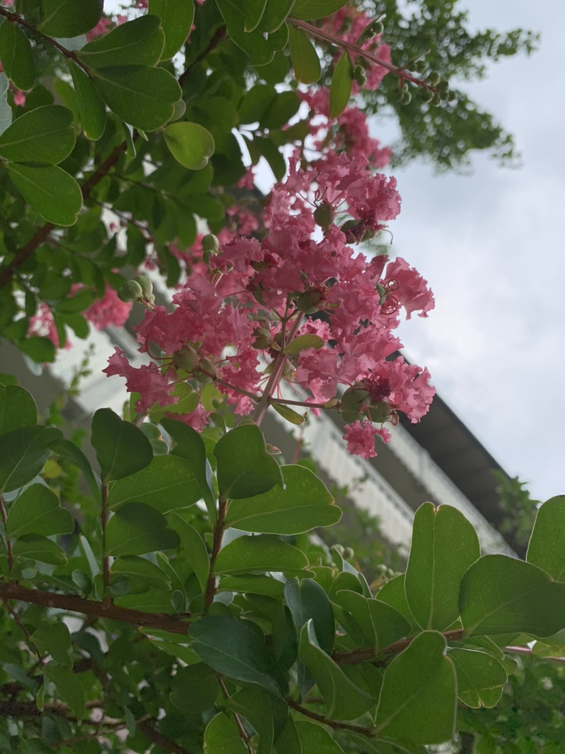 百日紅が咲き始めました