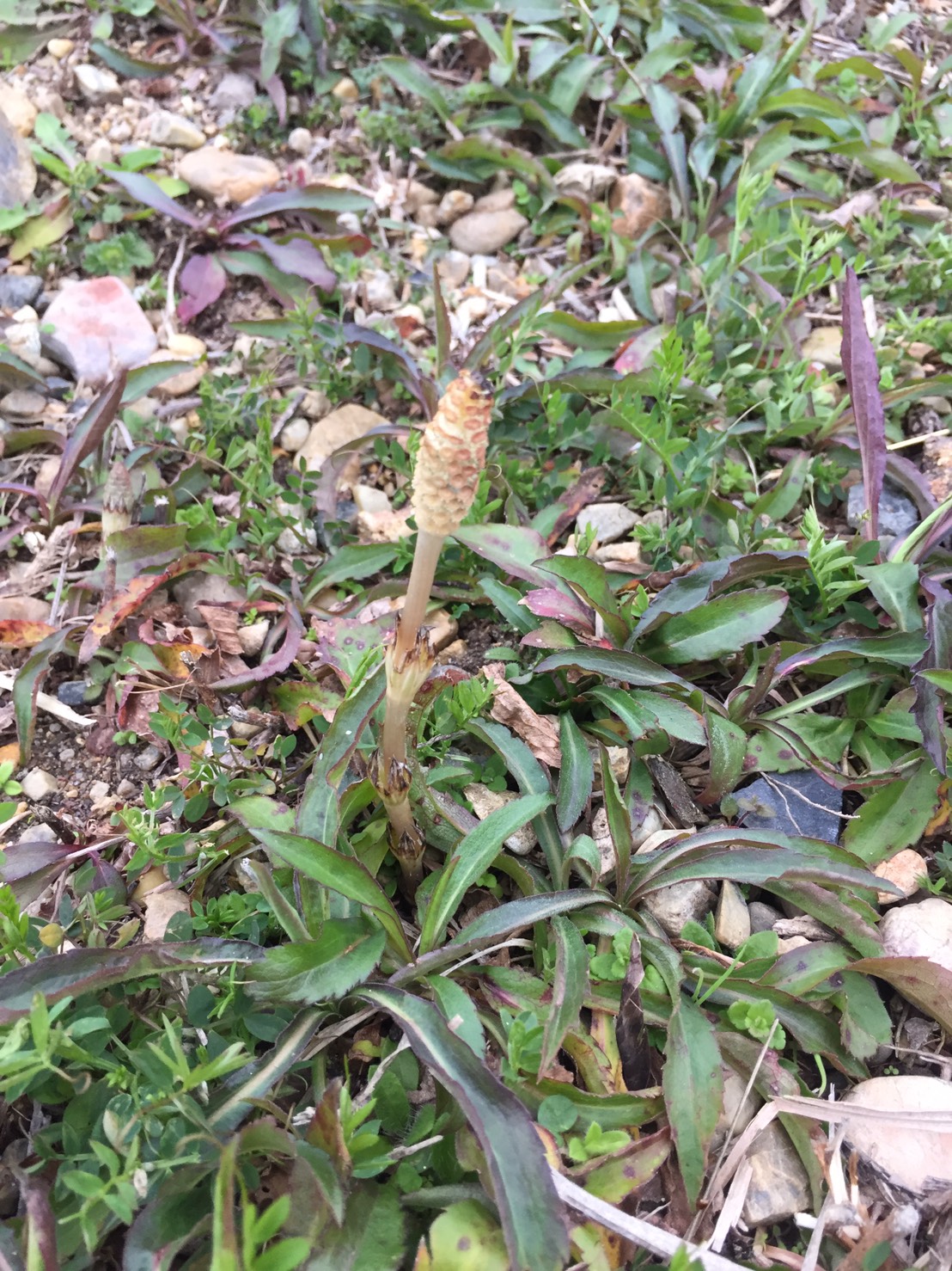 春を見つけましたよ　　(^^♪