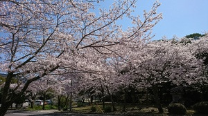 桜・・・♪(*^。^*)♪