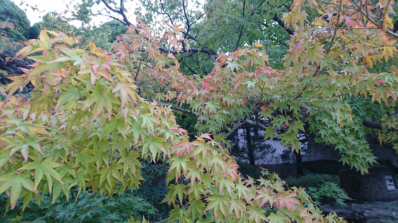 秋が深まってまいりました。