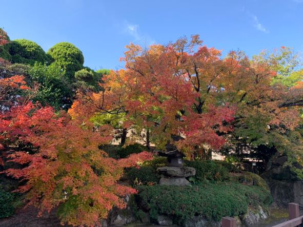 山もみじがきれいです(^^♪