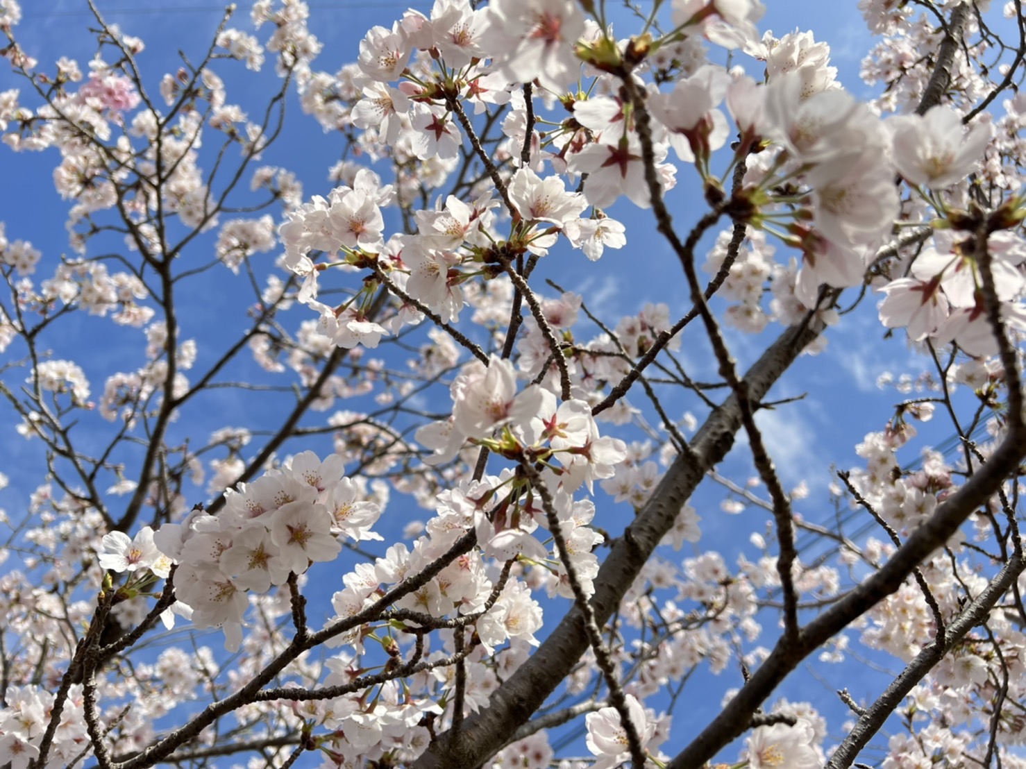 満開です🌸♪