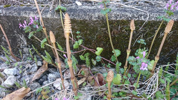 春がきました　(^^♪