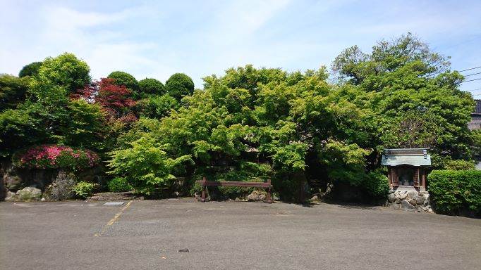 新緑がまぶしい・・・✨✨