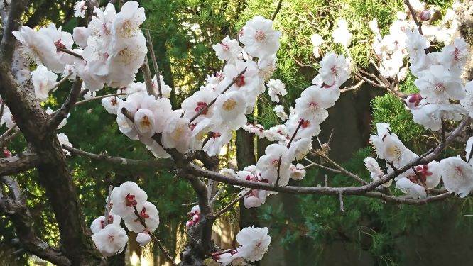 春の風を感じます(^^♪