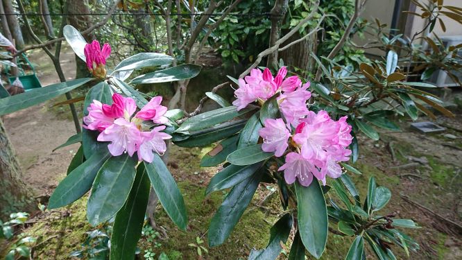 四月一日・・・わたぬき