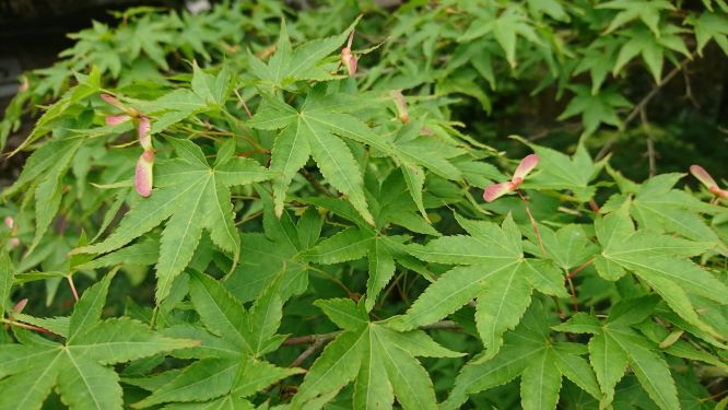 新緑の美しい時期です　♪