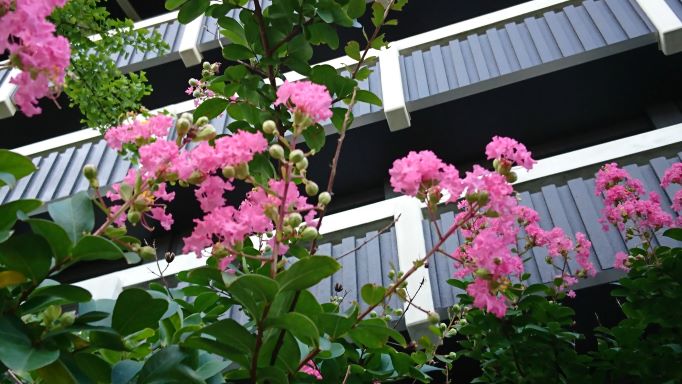 百日紅が咲きました　♪