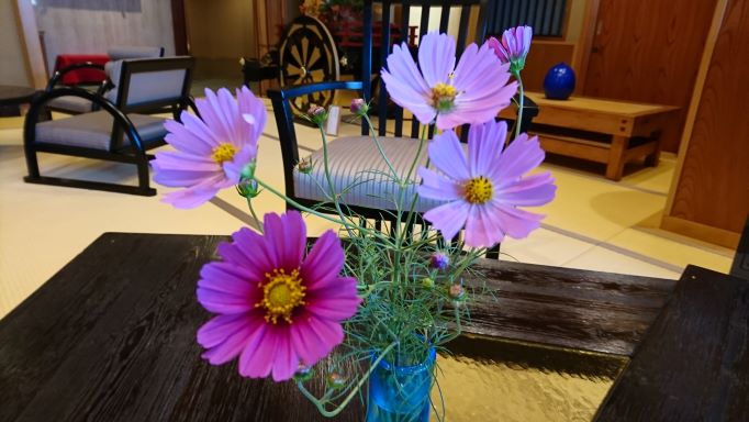 秋桜が咲き始めました(^^♪