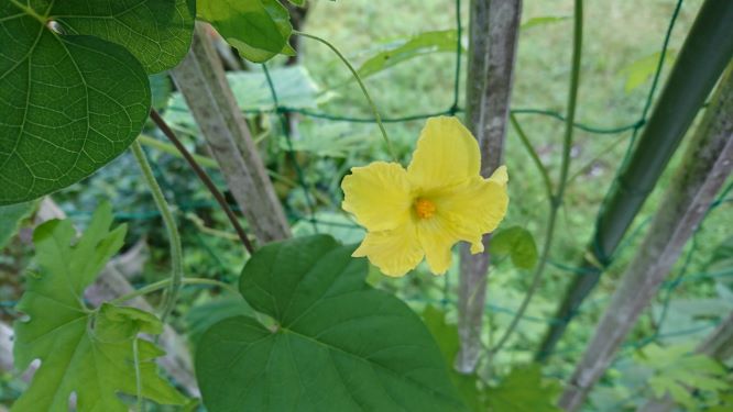 収穫が楽しみです