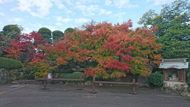 今朝の　やまもみじです。