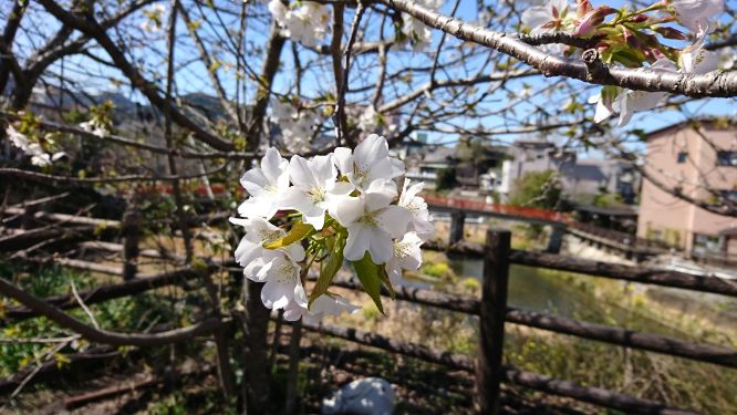 さくら・・・♪